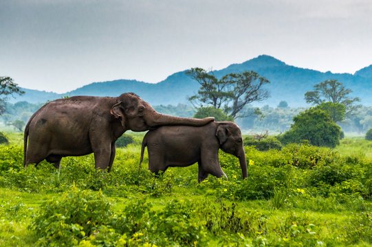 SRI LANKA HIGHLIGHTS – 4 NIGHTS / 5 DAYS